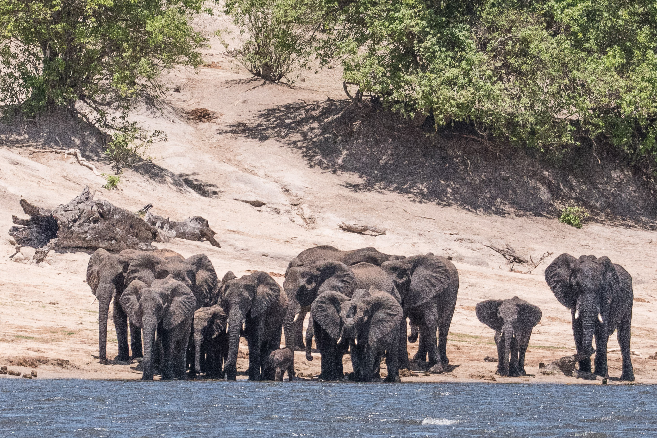 Eléphants de savane (Bush elephants, Loxondota africana) descendus boire dans la rivière Chobe en milieu de journée, Chobe National Park, Botswana-6403
